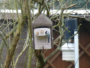 Frühlingserwachen