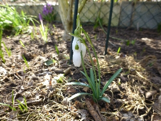 Frühlingserwachen