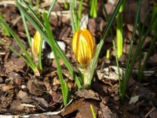 Frühlingserwachen