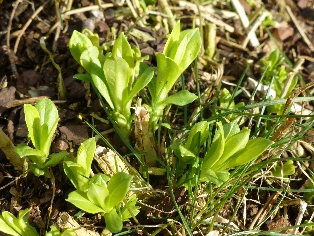 Frühlingserwachen